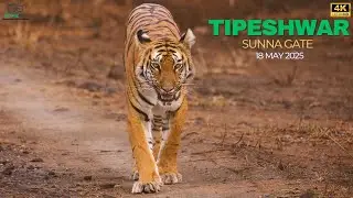 Archie Tigress at Tipeshwar 18 May 2025 || Briding Owl || 4K || Telugu
