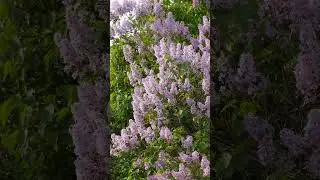 Flowers of💜Syringa 4K #explore #landscape #art #colors #europe #nature #famous #garden #popular #spb