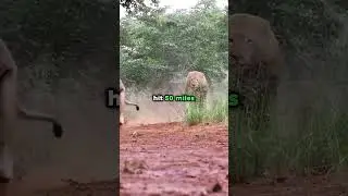 The 5 Fastest Land Animals in the World #speed