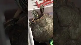 Tiny peppy 3 month update- this turtle has grown🥹 #tinypeppy #cuteturtles