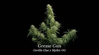 Highlight video of Grease Gun autoflower cannabis seed strain