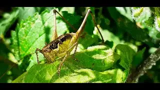 Pholidoptera Griseoaptera - The Dark Bush Cricket - Female, Male and stages of development.