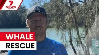 Humpback whale freed in dramatic rescue | 7NEWS