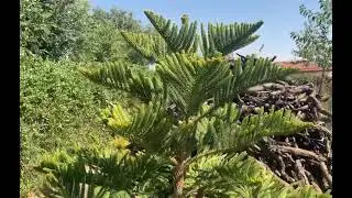 Araucaria o pino de Norfolk. Evitando el golpe de calor en días extremos de verano.