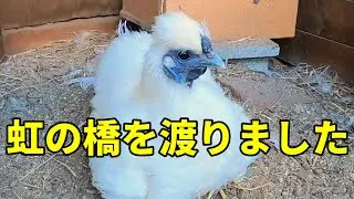 突然のことでした、今まで応援ありがとうございました 338話目