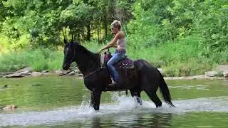 BIG STOUT BLUE ROAN QUARTER HORSE GELDING, RIDES AROUND, RANCH WORK, TRAIL RIDE, HANDY BROKE