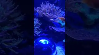 Sea life in Australia 🇦🇺 😍 #beautiful #marinelife #australiadiaries  @sealifesunshinecoast