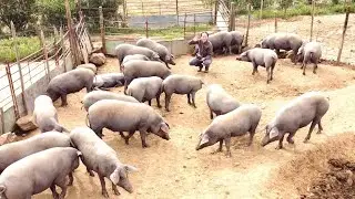 Reasons to do animal research with a drone
