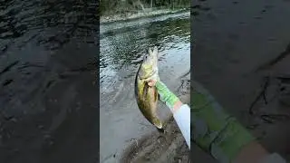 Zman TRD BugZ record catch🤯