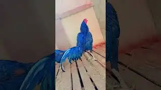 #reels #aseelmurga #thaiaseel #rooftopfarming #chickenfarming #shorts #fyp #foryou #rooster