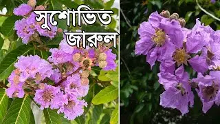 সুশোভিত জারুল | Beautiful Queen Crape Myrtle | Crape Myrtle Growing And Care