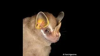 Artibeus phaeotis