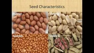 Michael Baring - Assistant Research Scientist, Peanut Breeding, Texas A&M University
