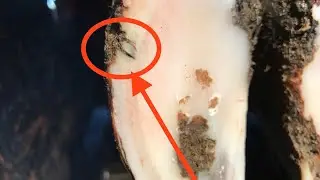 SHORT TOES AND HOOF CRACKS