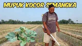 Pemupukan Kocor Yang Ke Dua Semangka Usia 12 (HST) #nardyshu #pertanian