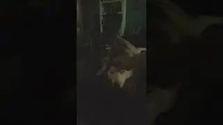 dads turn to wake up pupperoo 😂