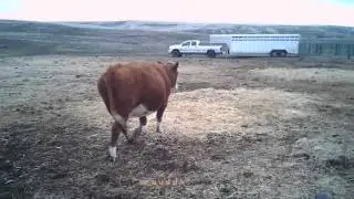Cow Trap First Use