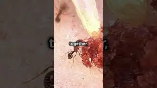 The Science of Why Ants Carry Heavy Objects