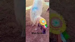 Sheep lovers &hearts;️&hearts;️&hearts;️&hearts;️&hearts;️ #song #dj
