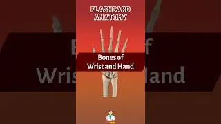 Bones of Wrist and Hand | Flashcard Anatomy