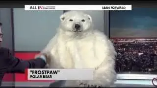 Frostpaw the Polar Bear on All In with Chris Hayes