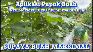 FERTILIZATION FOR FRUIT ENLARGEMENT