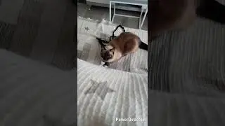 huntress #yt #cat #asmr #egypt #china #ютуб #рек #животные #ютуб #кот #котики #tokyo #newyork