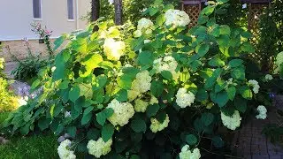 Viburnum – Family Plot