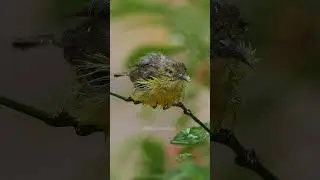 Baby Bird Enjoying Rain #bird #nature #wildlife #rain