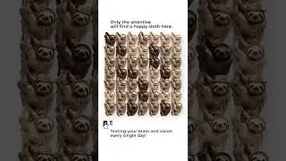 Find The Happy Sloth In 5 Secs! 😄 #shorts #sloth #puzzle