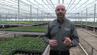 Growing a Better Liner: Video 4 - Rooting Stages 3 and 4