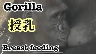 ゴリラ　ウィンストン家族　レスリーの授乳　gorilla milk time for Leslie 💝🌻🌻