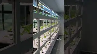 Hydroponice plant plant#hydroponics