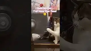 Popular Cat Enjoys Having a Fan