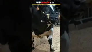 World's Most Powerful Bull!