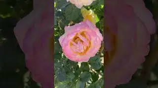 Big Pink flower got my attention