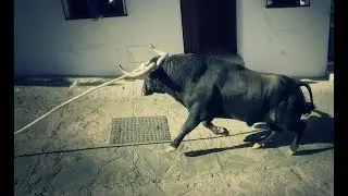 Lunes del Toro de Cuerda en Grazalema, 2018.
