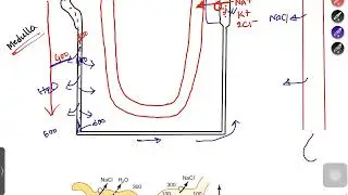 Concentrated and Diluted Urine formation || Renal Physiology-5