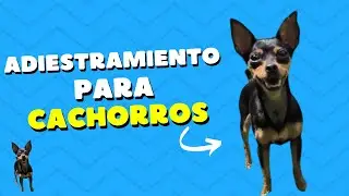 Pre- Adiestramiento Para Cachorros