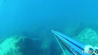Rofos 9kg Grouper Spearfishing Limassol cyprus