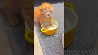 🐾🥰Kitten Cuteness Overload💕#Kitten#CuteCat#Meow#FunnyCat#CatLover#ViralCat #PetShorts#kucinglucu