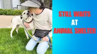 Despite Abuse Dog LOVES Humans!