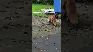 Biggs is comical, always wants more & tries to get Mia&rsquo;s food, & i have to stop him. 😆#wildlife#fox