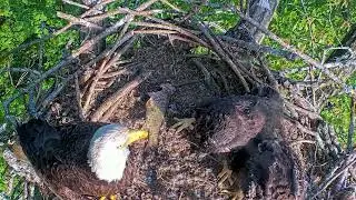 EP#442 #baldeagle Review birds in nest with nature #birdslovers #birdsounds #birdsnest #wildbirds