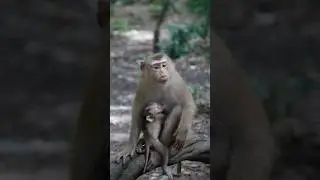 Monkey breastfeeding baby 🤍🐒🐵#monkey #shortsvideo #amazon #animals