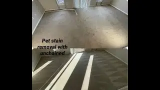 How to Remove Pet Stains with Unchained from TMF