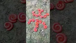 MILLIPEDE | UNIQUE #millipede #unique