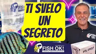 🤐 🐟 Come preparare un ordine di Pesci Tropicali