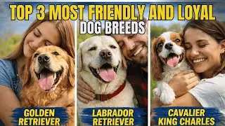 Most Friendly and Loyal Dog Breeds | Top 3 Dogs Explained#FriendlyDogs#LoyalDogs#DogBreeds#Top3Dogs