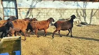 Гиссар койлор сатылат адрес Лейлек 0774 81 8170